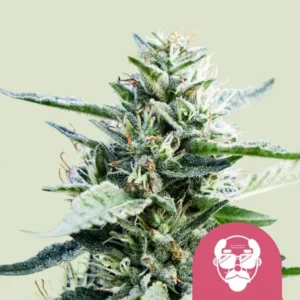 A frosty cannabis bud stands upright, covered in crystalline trichomes, and surrounded by green leaves. In the corner, a pink emblem features a stylized face wearing sunglasses and a hat.