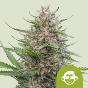 A cannabis bud densely covered with frosty trichomes and orange pistils, set against a light green background. A green circle with a cartoon monkey face is at the bottom right.