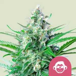 A dense, frosty Grape Ape Strain cannabis bud is surrounded by vibrant green leaves, set against a plain background. A pink circle with a cartoon monkey face appears in the lower right corner.