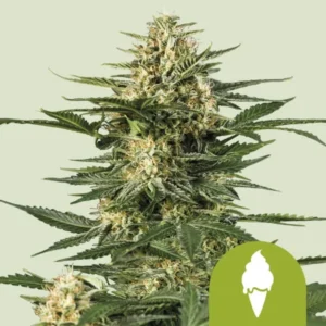 Green Gelato Auto Cannabis plant standing tall, displaying dense, spiky buds with serrated leaves; set against a plain light green background. Green circle with an ice cream cone symbol in the corner.