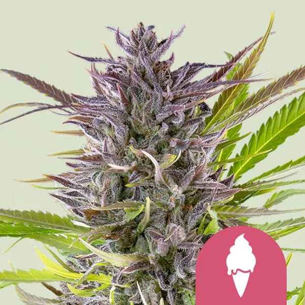 Purple-tinted Green Gelato cannabis bud displays vivid green leaves, highlighting its vibrant coloration. A pink circle with a white ice cream cone icon appears in the lower corner against a plain background.
