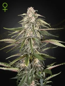 A Green O Matic Strain cannabis plant stands upright with dense, frosty buds and dark green leaves, set against a black background. A green female symbol appears in the upper left corner.