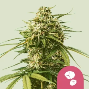 A dense Gushers Strain cannabis plant, rich with buds and spiky leaves, stands against a pale background. A pink overlay in the corner features three white geometric shapes.