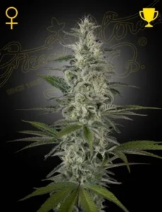 A tall Hawaiian Snow cannabis plant with dense buds and green leaves stands against a dark background. Yellow symbols appear in the corners.
