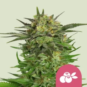 A dense Haze Berry cannabis plant displays vibrant green leaves and buds with frosty trichomes, set against a light green background. A small pink icon features a berry design in the corner.