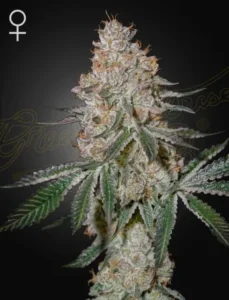 A Highcloudz cannabis plant, heavily frosted with trichomes, stands upright with broad green leaves sprawling outward against a dark background. A female symbol is in the top left corner.
