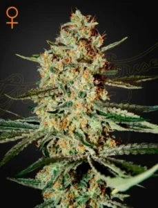 A detailed Himalaya Gold cannabis bud with orange pistils sits prominently, surrounded by slender leaves, set against a dark background with a small female gender symbol in the top left corner.