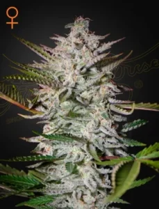 A dense Holy Punch Strain cannabis plant with frosty white trichomes stands against a dark background, its green leaves extending outward. A female symbol appears in the top left corner.