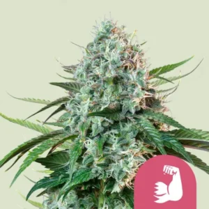 A dense, frosty Hulkberry Auto cannabis bud stands upright, surrounded by vibrant green leaves, against a light background. A pink icon with a flexed arm and fist is in the corner.