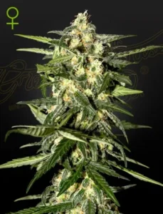 A tall, leafy Jack Herer Auto Strain cannabis plant displays dense clusters of frosty buds. It stands against a dark background with faint text, featuring a female symbol in the upper left corner.