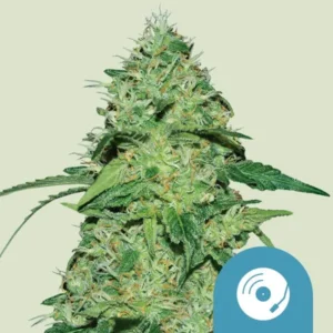 A dense, green Joannes CBD Strain cannabis plant covered with trichomes and broad leaves stands prominently against a plain background, with a blue circular icon featuring a vinyl record player needle in the corner.