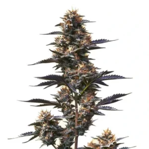 A Jokerz Strain cannabis plant stands upright, displaying dense clusters of buds covered in trichomes, surrounded by dark green leaves. It is isolated against a white background.