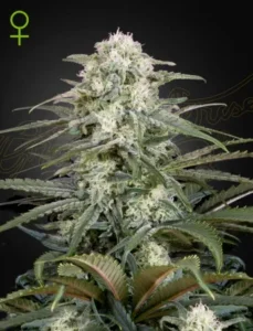 A large Kalashnikova Auto Strain cannabis plant with dense, frosty buds is standing upright. It has pointed green leaves and a dark background with a green female symbol in the upper left corner.