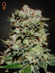 A dense Kalashnikova Strain cannabis bud covered in frosty trichomes with orange pistils protruding, set against a dark background. An orange female symbol is visible in the top left corner.