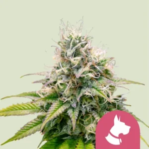 A dense, trichome-covered Kali Dog Strain cannabis bud with white and purple hues sits prominently against a pale background. In the bottom right, a pink icon shows a simplified dog's profile.