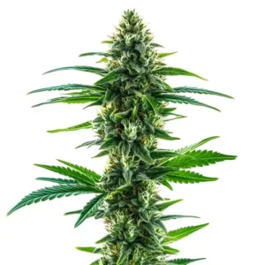 Khalifa Kush Strain Cannabis plant stands upright, showcasing dense clusters of buds and vibrant green leaves, set against a plain white background.