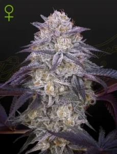 A frosty Kings Juice Auto Strain cannabis bud with purple leaves is displayed against a dark background. A green female symbol appears in the top left corner, indicating the plant's gender.