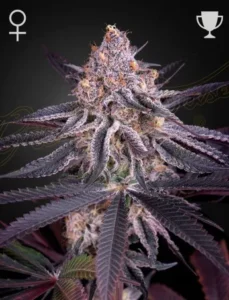 A Kings Juice Strain cannabis bud, covered in trichomes, stands prominently with purplish leaves against a dark background. Gender and trophy symbols appear in the upper corners, suggesting award-winning status.