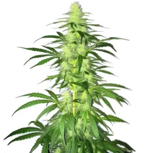 A tall, dense Lambs Bread Strain cannabis plant stands upright, covered in lush green leaves and budding flowers, against a plain white background.