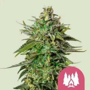 A dense, green Larry OG Strain cannabis bud covered in trichomes stands upright, surrounded by narrow leaves. In the lower right, a pink icon with three trees and a campfire is visible.