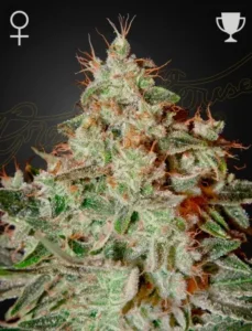 A densely frosted Lemon Skunk Strain cannabis bud with orange hairs and green leaves against a dark background, flanked by symbols of a female sign and a trophy.
