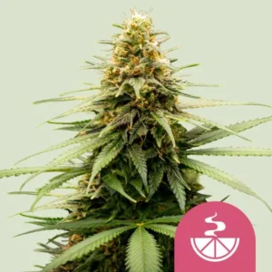 Lemon Skunk Strain Cannabis plant growing with dense buds and green leaves, surrounded by a light green background. A pink icon with a steaming bowl and lemon slice is in the lower corner.