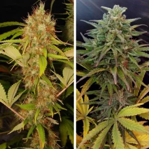 Two Mazar cannabis plants, left with orange pistils and green leaves, right with dense, frosty buds and yellowing leaves, both set against a dark background.