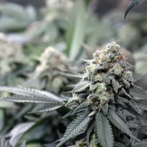 A dense, trichome-covered Meringue cannabis bud sits amidst lush green leaves, in a cultivated indoor garden setting.