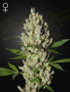 A dense, frosty Moby Dick Strain cannabis bud with small leaves, set against a dark background. A female symbol is at the top left, and faint "Green House" text is in the background.