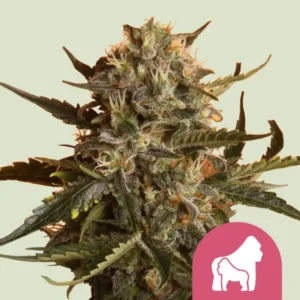 A Mother Gorilla Strain cannabis bud displays dense, frosty trichomes and vibrant leaves against a light background. A pink icon with a white silhouette of a gorilla appears at the bottom right.