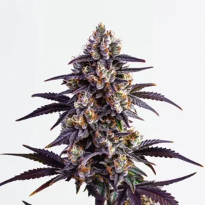 A dense Motor Breath Strain cannabis bud with vibrant purple leaves and orange pistils extending outward, against a plain white background.