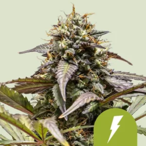 A dense North Thunderfuck Auto Strain cannabis bud with frosty trichomes stands prominently, surrounded by narrow, serrated leaves. A small green icon with a lightning bolt appears at the bottom right against a pale background.