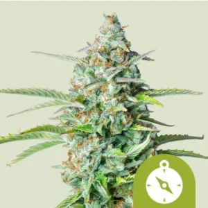 A dense, frosty Northern Light Auto Strain cannabis bud stands upright, with vibrant green leaves and orange hairs, set against a plain light background. A green compass icon is at the bottom right.