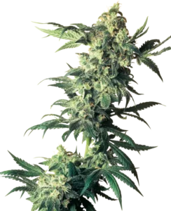 A Northern Lights Strain cannabis plant, featuring dense clusters of green leaves and buds covered in trichomes, stands upright against a plain white background.