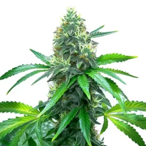 OG Kush Strain Cannabis plant, densely packed with flower buds and covered in fine trichomes, surrounded by broad, serrated green leaves, set against a plain white background.