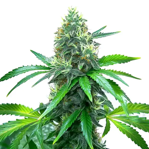 OG Kush Strain Cannabis plant, densely packed with flower buds and covered in fine trichomes, surrounded by broad, serrated green leaves, set against a plain white background.