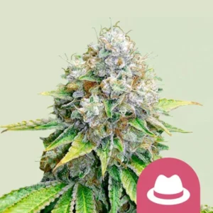 A OG Kush Strain cannabis bud covered in resinous trichomes appears with bright green and yellow leaves, set against a pale background. A white hat icon on a pink circle is in the corner.