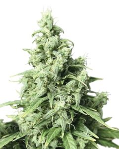 A dense Obama Kush Vancouver BC Cannabis cannabis bud displays rich green leaves and fuzzy white trichomes, standing upright against a white background.
