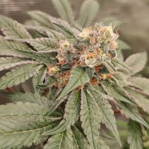 A Orange Bud 3 cannabis plant displays dense buds with orange hairs and frosty trichomes, situated among broad green leaves in a controlled indoor environment.