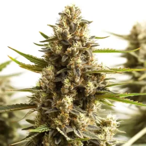 Original Clon cannabis strain with dense indica buds covered in resin and bright orange pistils.