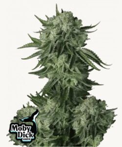 A dense, green Original Moby Dick Auto cannabis plant with crystalline trichomes and pointed leaves grows upward. In the bottom left corner, the text "Moby Dick auto" is superimposed with a whale logo.