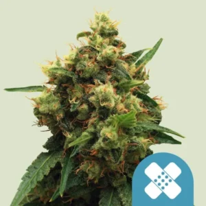 A Painkiller XL CBD Strain cannabis bud with vibrant green leaves and orange hairs grows densely. A blue icon with a white bandage design appears at the bottom right on a plain light background.