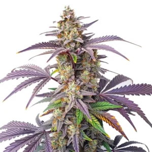 A Peanut Butter Breath Strain cannabis plant with dense, frosty buds and vibrant purple leaves grows prominently against a plain white background.