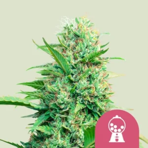 A dense, green Pink Runtz Auto Strain cannabis plant with orange hairs is growing against a plain light background. A pink circle with a white gumball machine icon is at the bottom right.