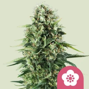 A dense, mature Power Flower Strain cannabis plant with frosty buds and pointed leaves stands against a plain background. A pink icon with a white flower is at the bottom right.