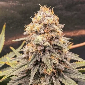 A dense Power Plant cannabis bud, covered in trichomes, sits surrounded by pointed green leaves in a dark, blurred background.