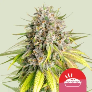 A dense Punch Pie Strain cannabis bud covered with frosty trichomes and surrounded by vibrant green leaves. A red icon with a pie and rising steam is located at the bottom right.