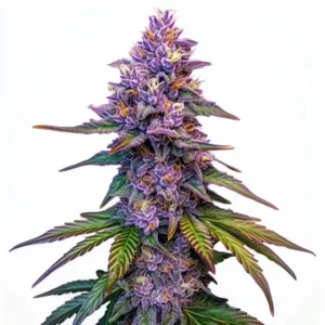 A purple-hued Purple Lemonade Auto Strain cannabis plant stands upright, displaying vibrant buds and green leaves with reddish hues, set against a plain white background.