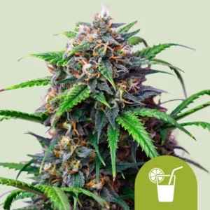 Purple Lemonade Auto Strain Cannabis plant stands upright with vibrant green and purple leaves, covered in trichomes, set against a light background. A lime-colored icon depicting a drink is in the corner.