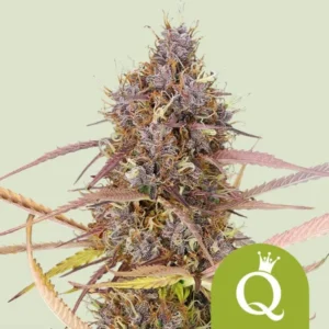 A dense, colorful Purple Queen Auto Strain cannabis bud with purple and orange hues, surrounded by delicate, thin leaves. The letter "Q" inside a green badge is at the bottom right.